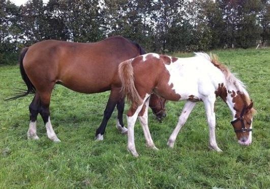 Anden særlig race Mc Queen - Mc Queen som føl  billede 20