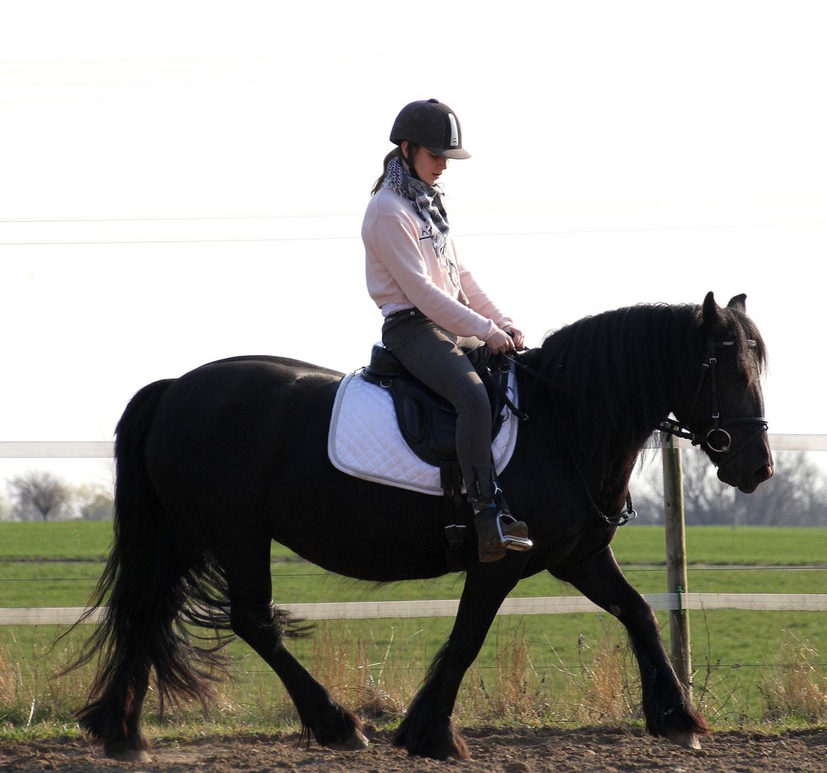 Fell pony | Lobke van de Koekoekshof [Lobby] - Dressuren går så godt! ♥ Marts 2014 | Foto: FHDK billede 6