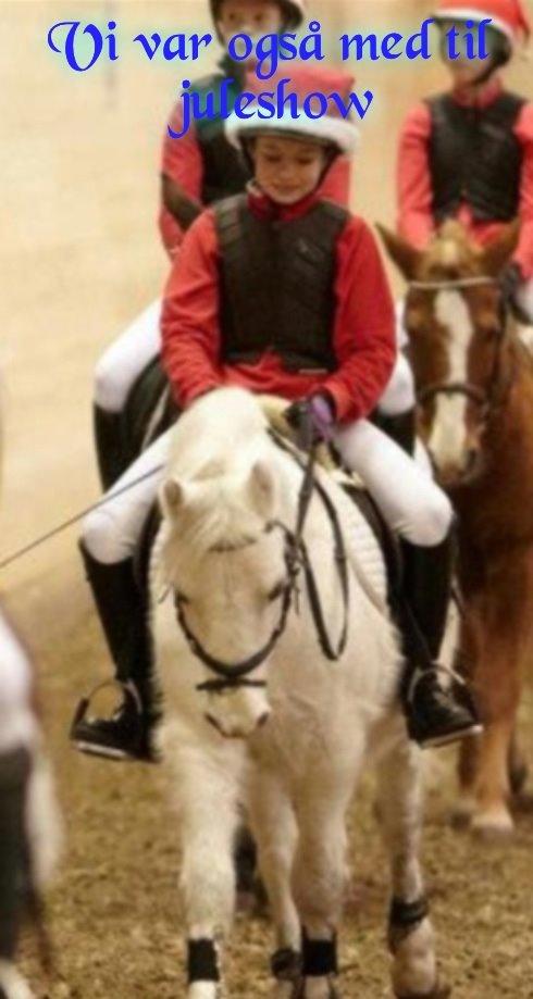 Anden særlig race Ivan billede 2