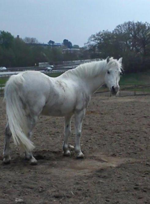 Anden særlig race Ivan billede 8