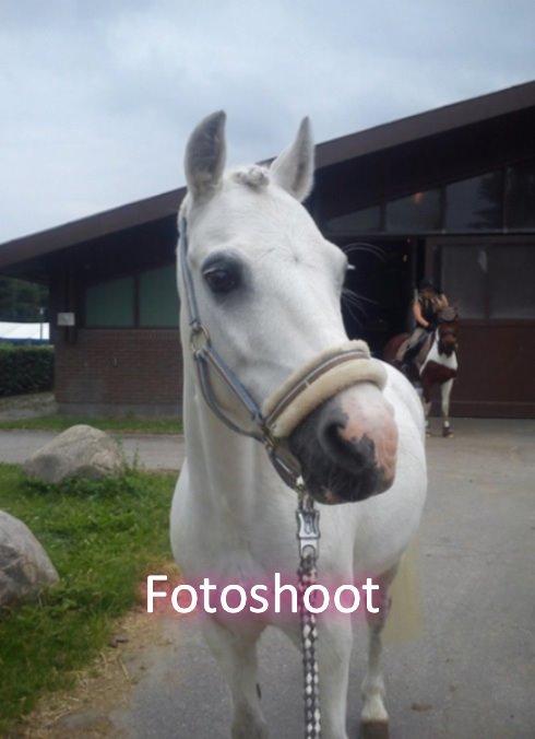 Anden særlig race Ivan billede 12