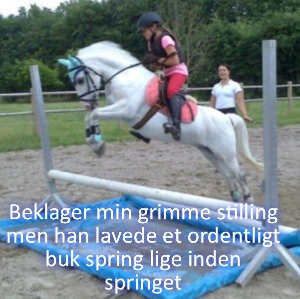 Anden særlig race Ivan billede 15