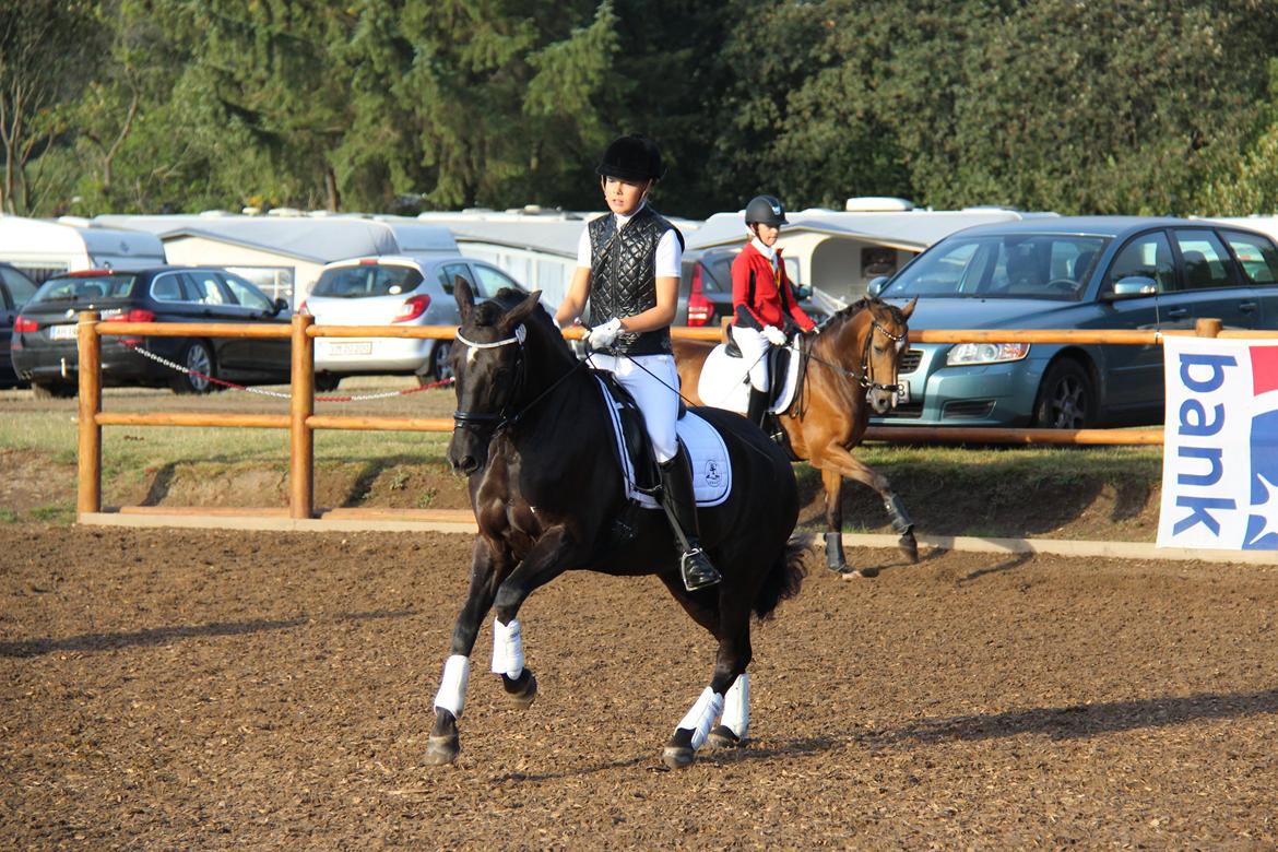 New Forest Kikkenberg's Rikki billede 1