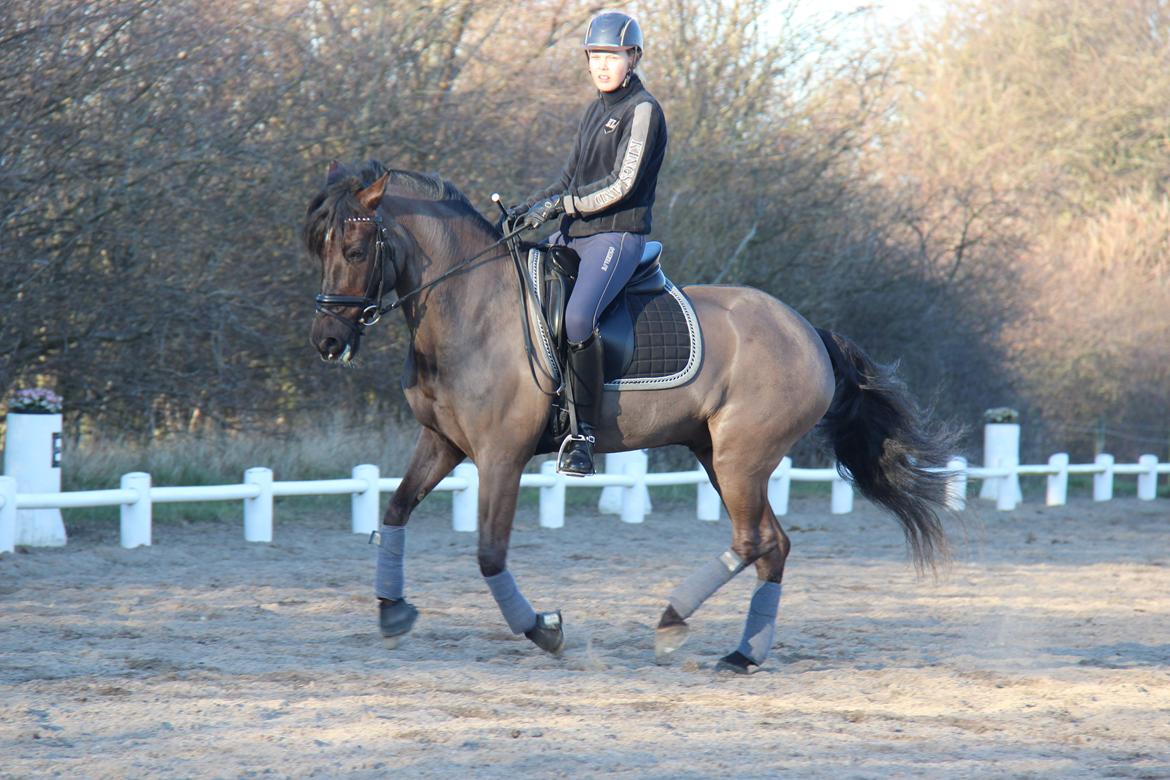 New Forest Kikkenberg's Rikki billede 2