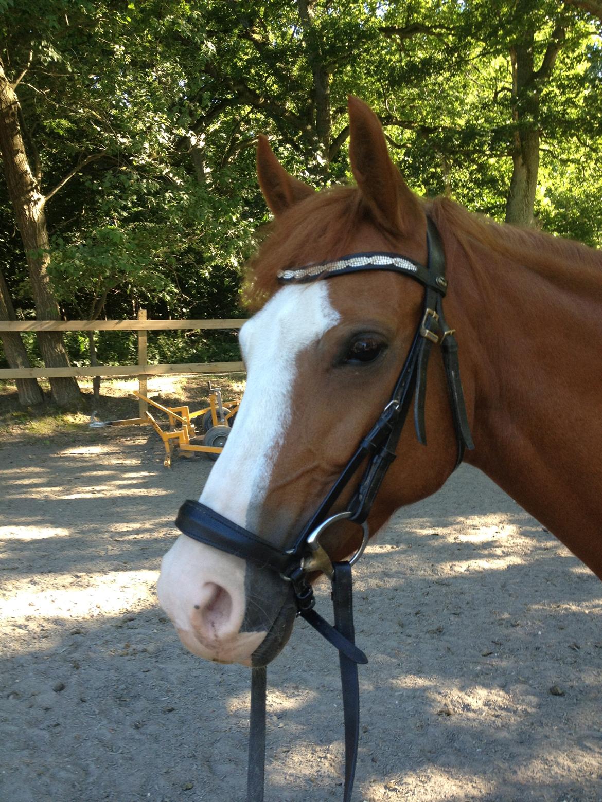 DSP Brandzöed Zoya Bredager billede 17