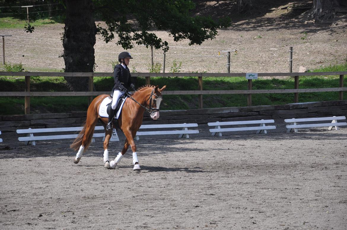 DSP Brandzöed Zoya Bredager - Dressurstævne billede 9