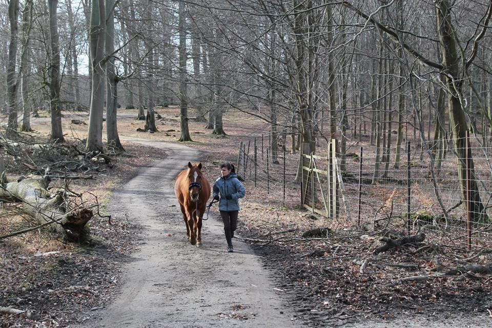 Hollandsk Sportspony Elliot - Løbetur i skoven billede 16