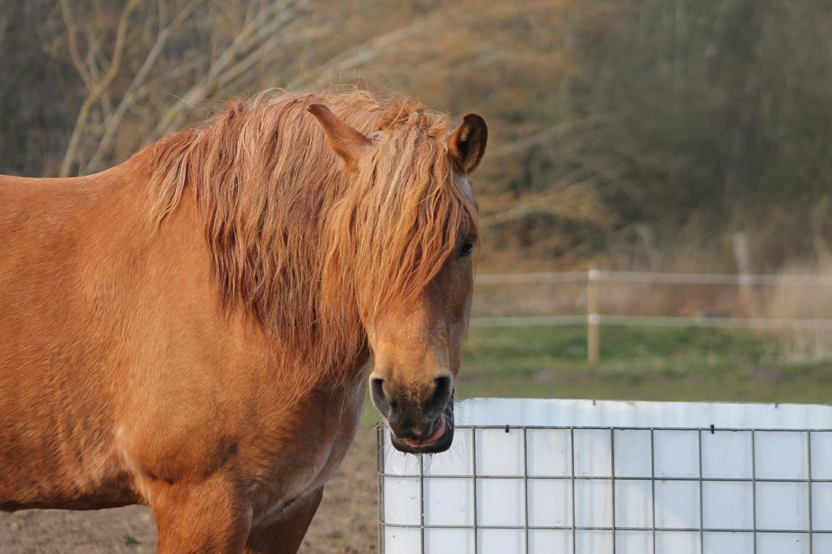 Anden særlig race Tex billede 17
