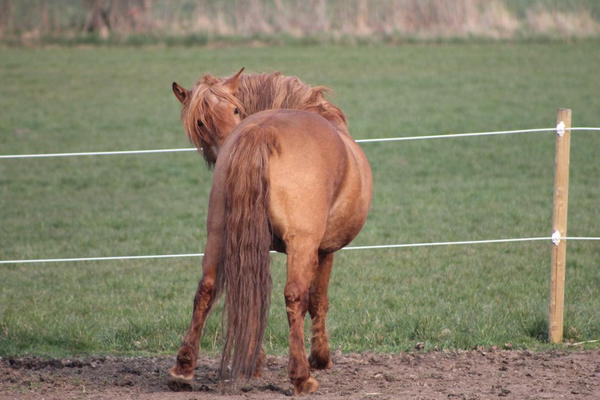 Anden særlig race Tex billede 8
