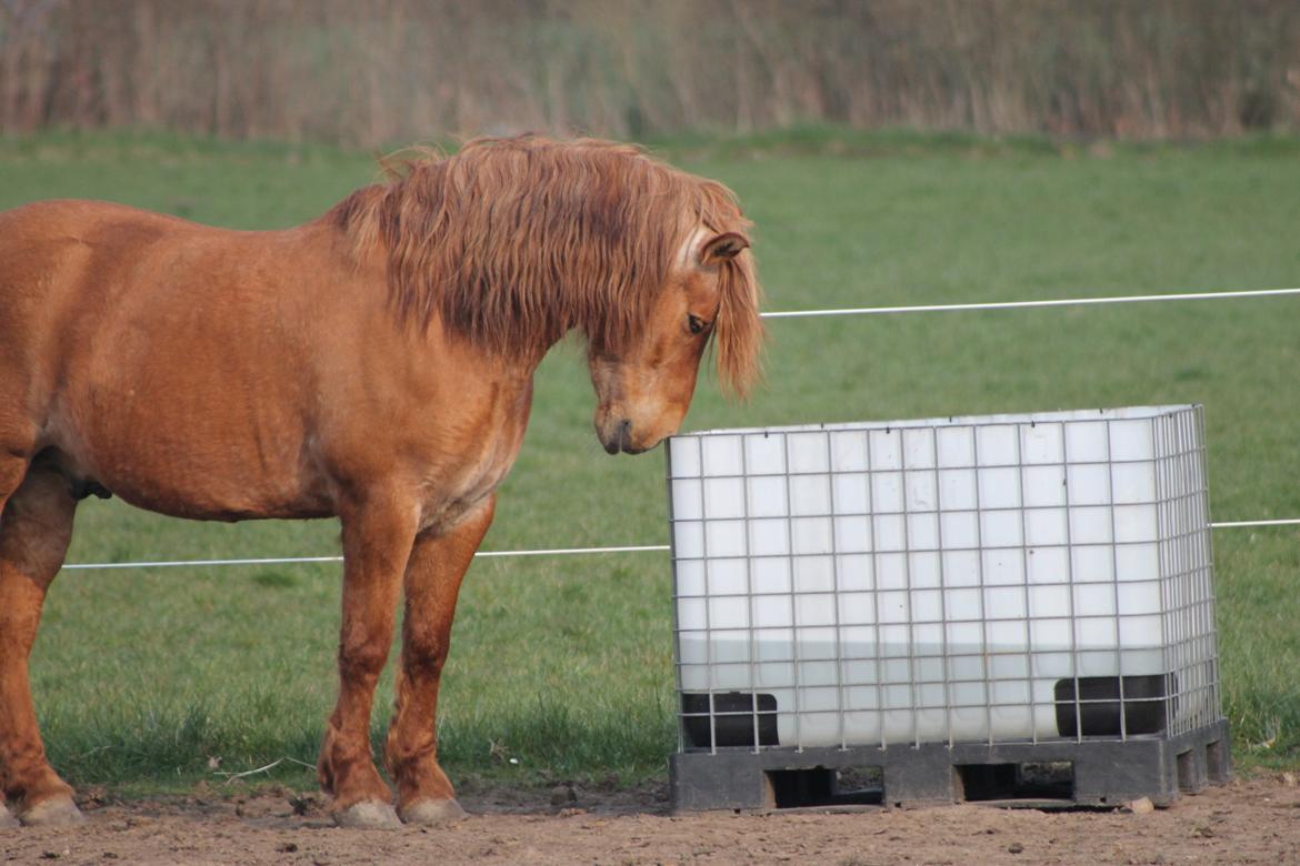 Anden særlig race Tex billede 14