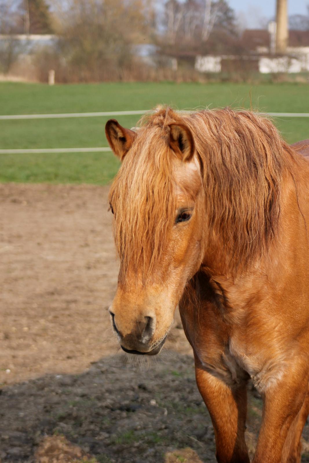 Anden særlig race Tex - Se lige en lækker mås! :D billede 10