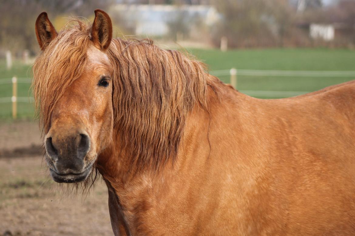 Anden særlig race Tex billede 6