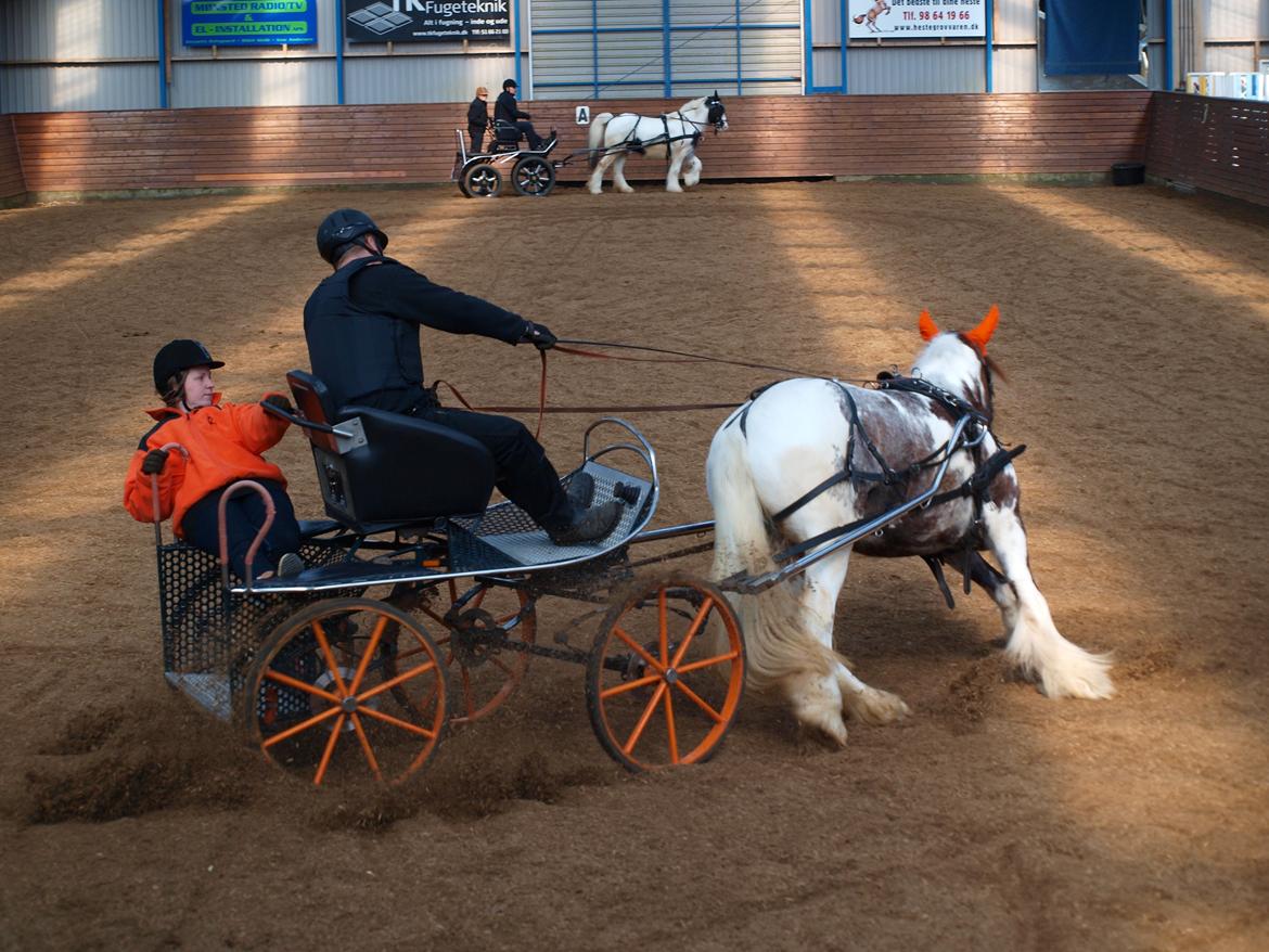 Irish Cob My Own Casmina billede 23