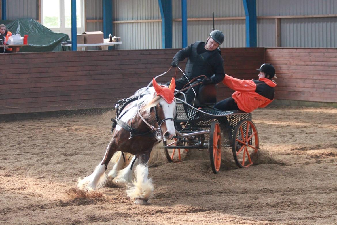 Irish Cob My Own Casmina billede 25