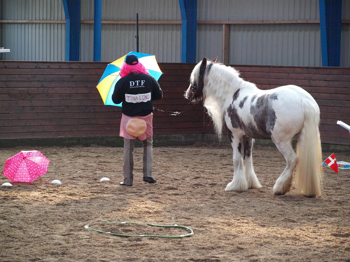 Irish Cob My Own Casmina billede 26