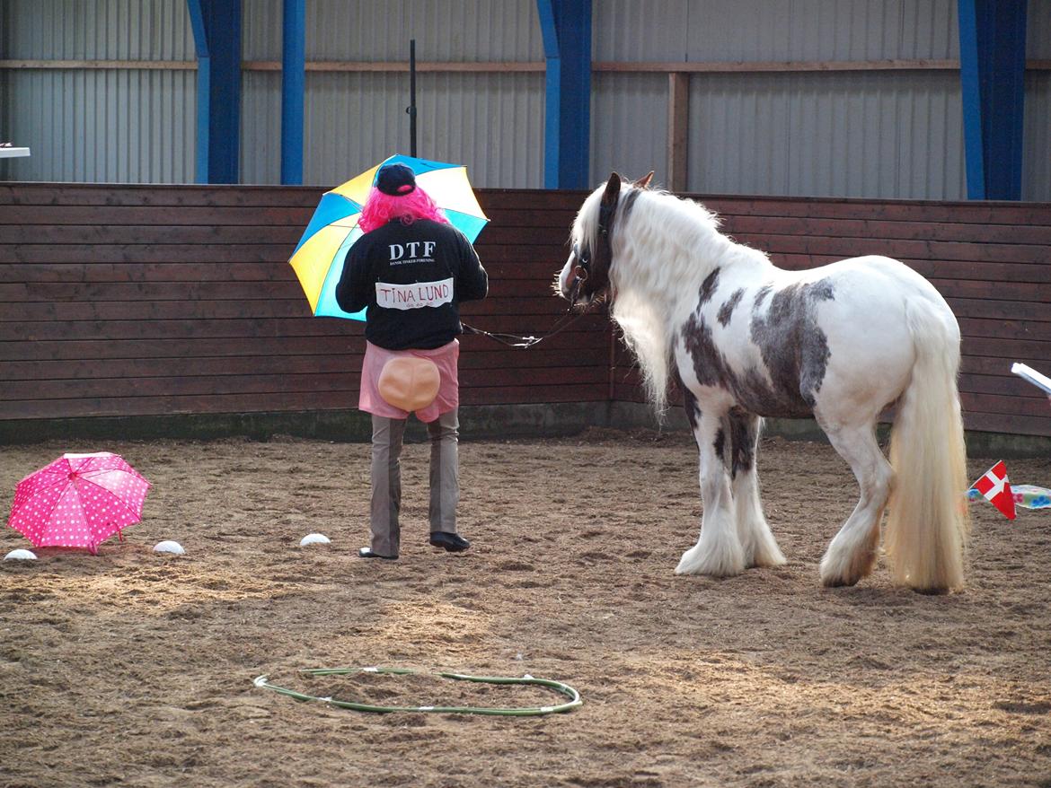 Irish Cob My Own Casmina billede 26