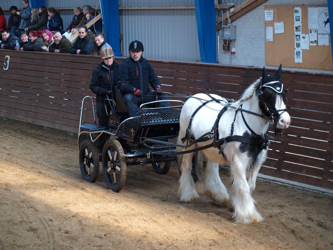 Irish Cob Beer's Paddy billede 22
