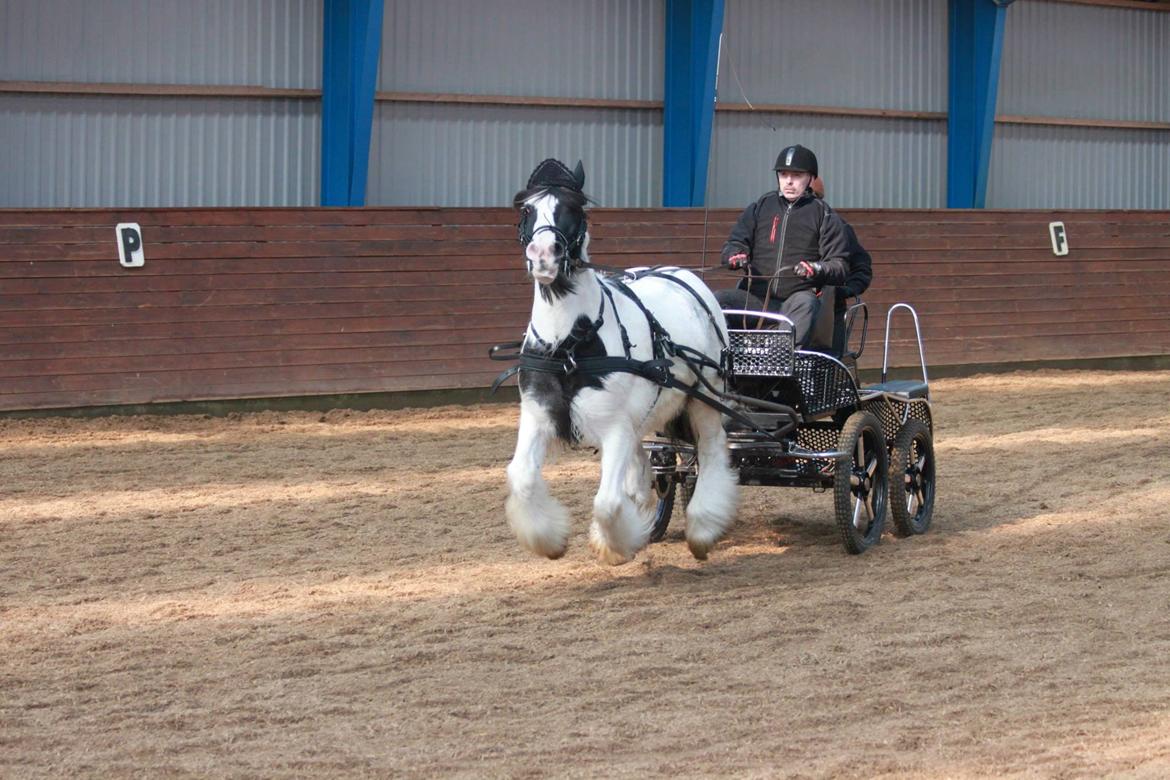 Irish Cob Beer's Paddy billede 24