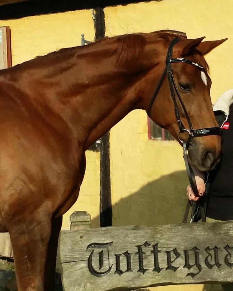 Hannoveraner Wikinger ;) billede 15