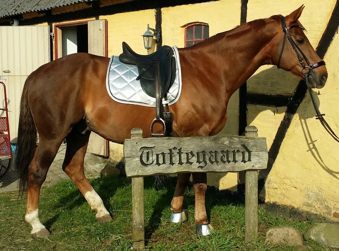 Hannoveraner Wikinger ;) billede 16