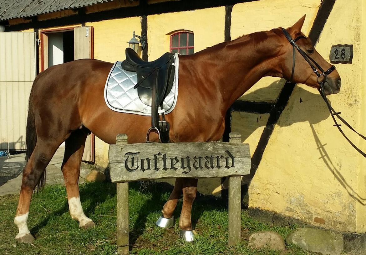 Hannoveraner Wikinger ;) billede 17