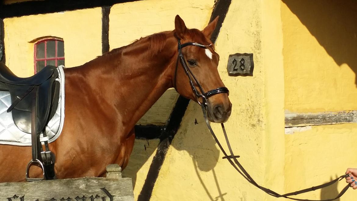 Hannoveraner Wikinger ;) billede 18