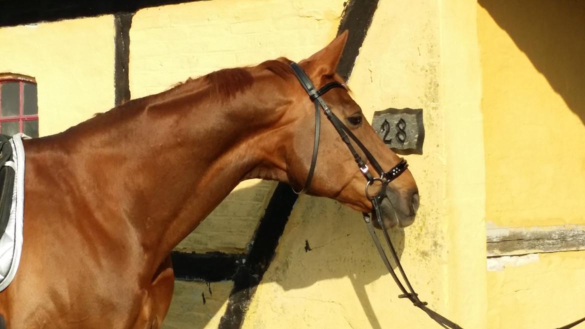 Hannoveraner Wikinger ;) billede 19