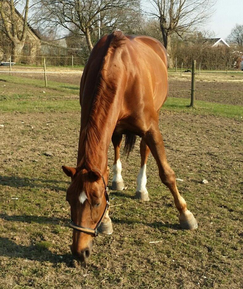 Hannoveraner Wikinger ;) billede 20