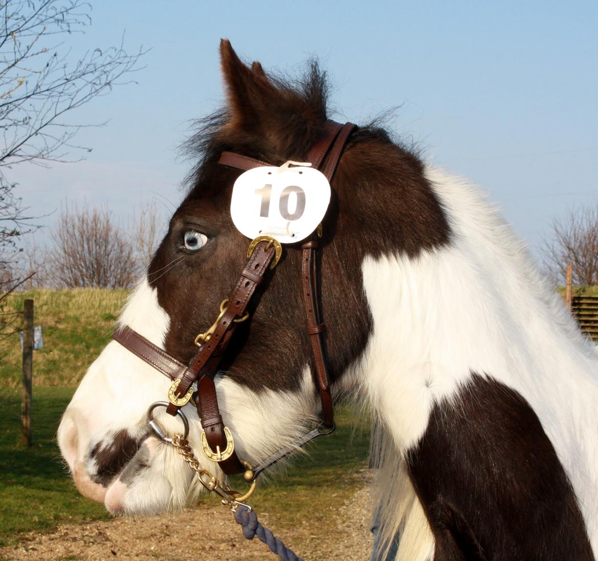 Tinker Skovbakkens Maggi May - Maggi til DTF Kåring i Viborg 2014 billede 16