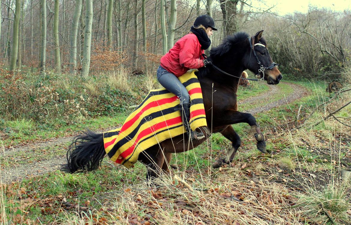 Anden særlig race Dyrkobbelgårds Amalie - November 2013 billede 13