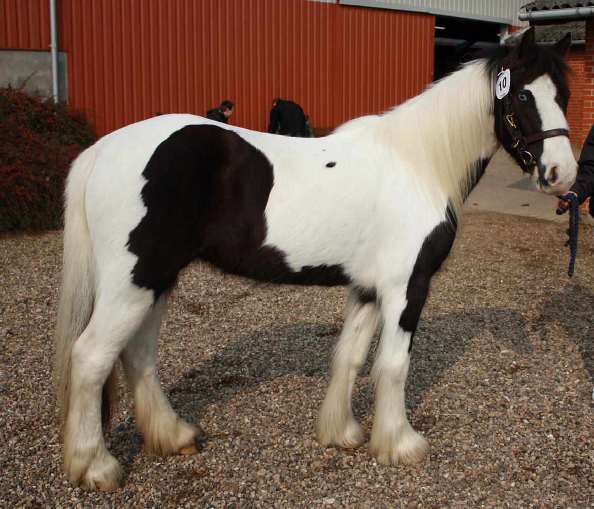 Tinker Skovbakkens Maggi May - Maggi til Tinkerkåring marts 2014 billede 19