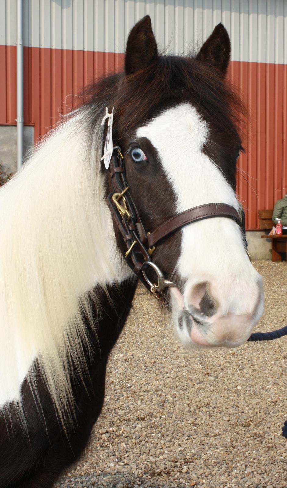 Tinker Skovbakkens Maggi May - Maggi til Tinkerkåring marts 2014 billede 17