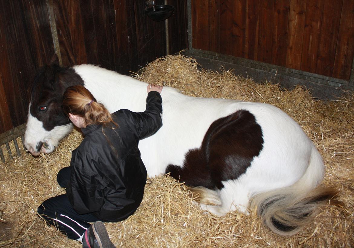 Tinker Skovbakkens Maggi May - Maggi tager en lille lur imellem alle de ting man nu en gang skal slæbes rundt til, til sådan en kåring! billede 20