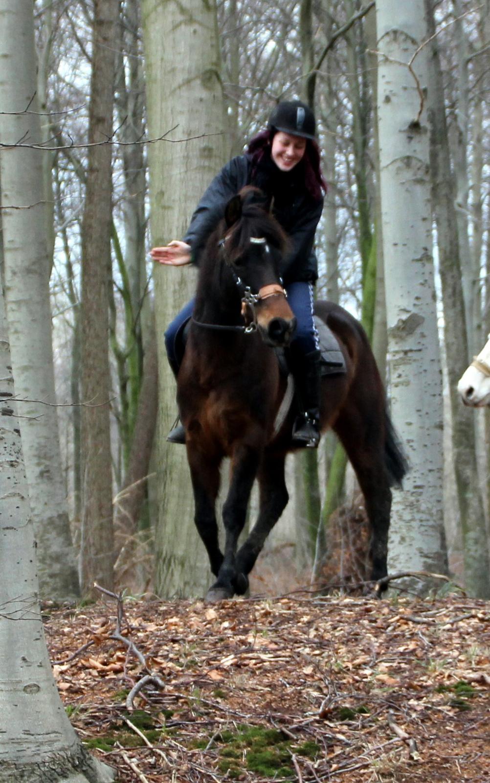 Anden særlig race Dyrkobbelgårds Amalie - Februar 2014 billede 4