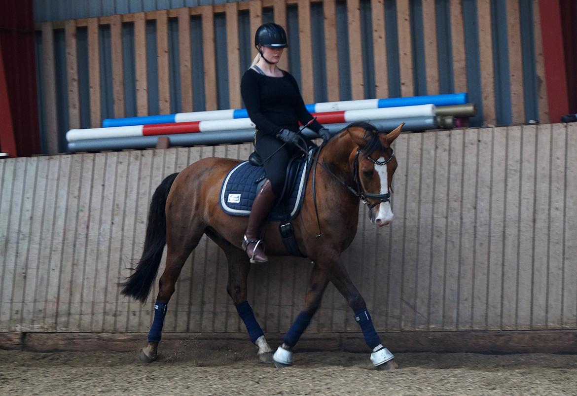 Tysk Sportspony Artos (fedtmulen) B-pony - Dressur marts 2014 <3 På besøg :-* billede 13