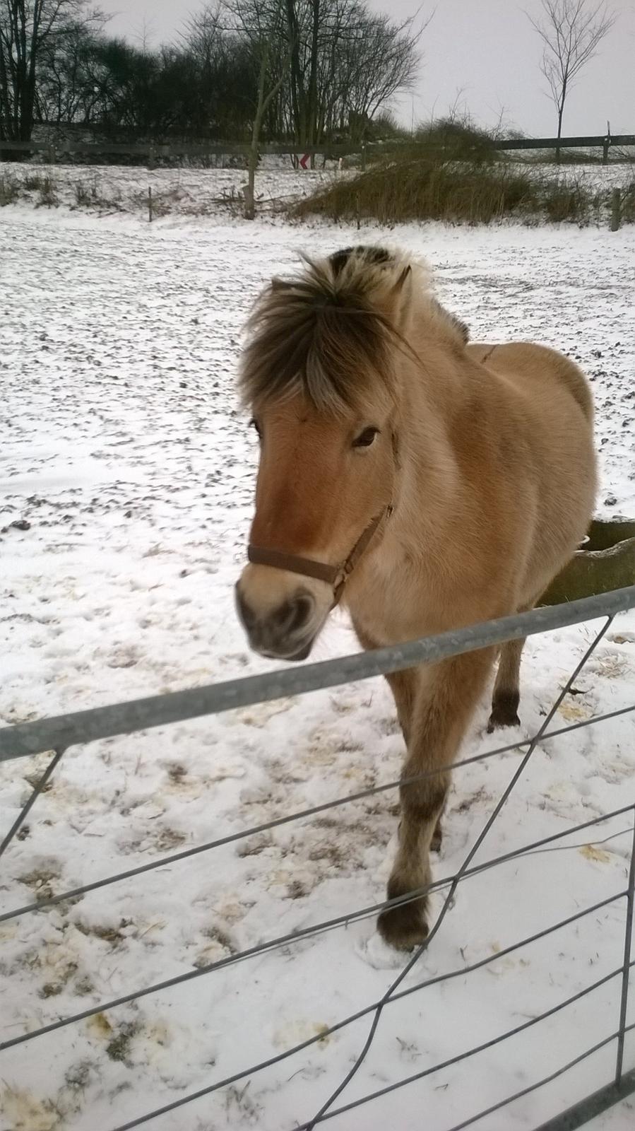 Fjordhest Tilde billede 8
