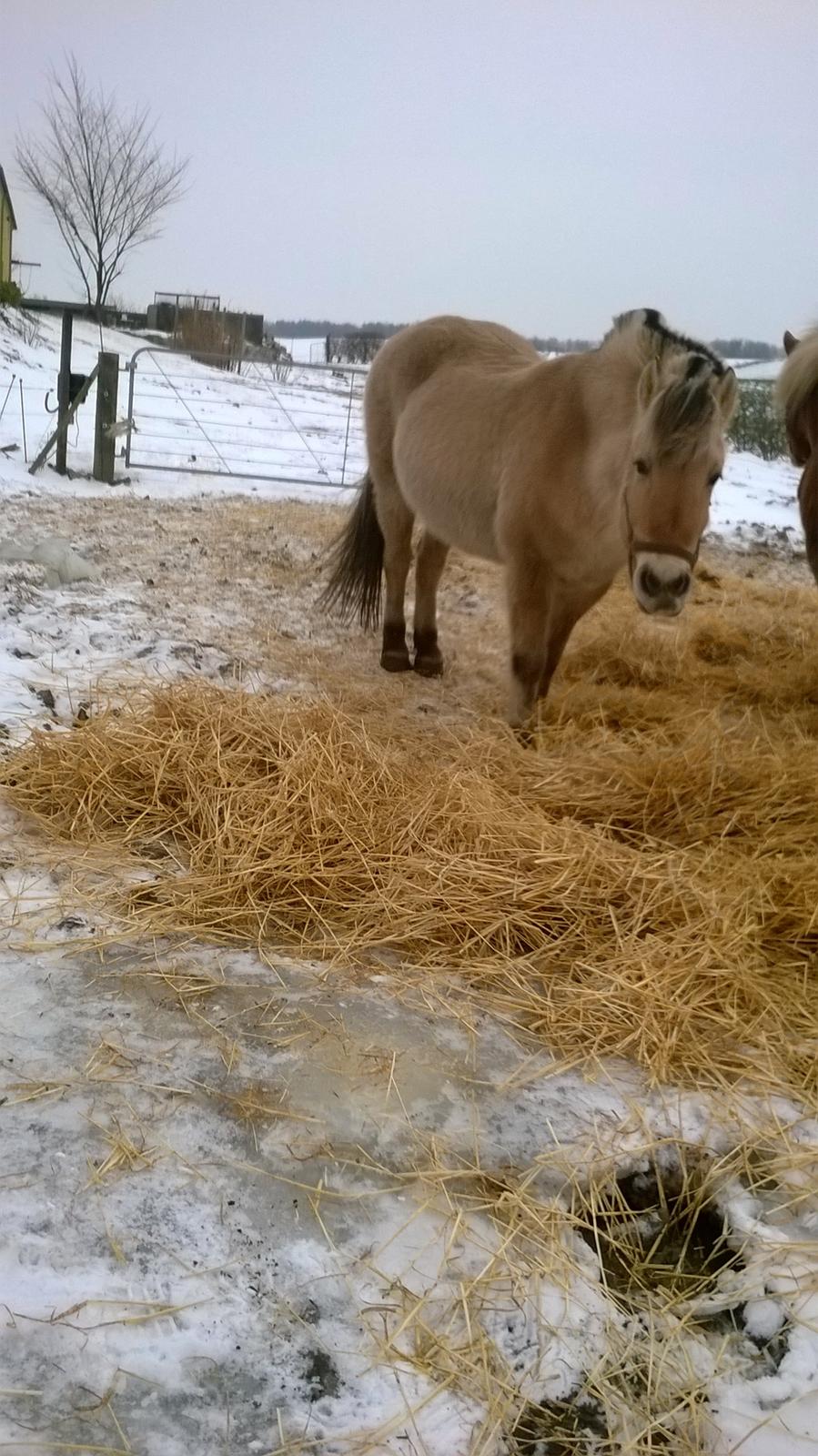 Fjordhest Tilde billede 9