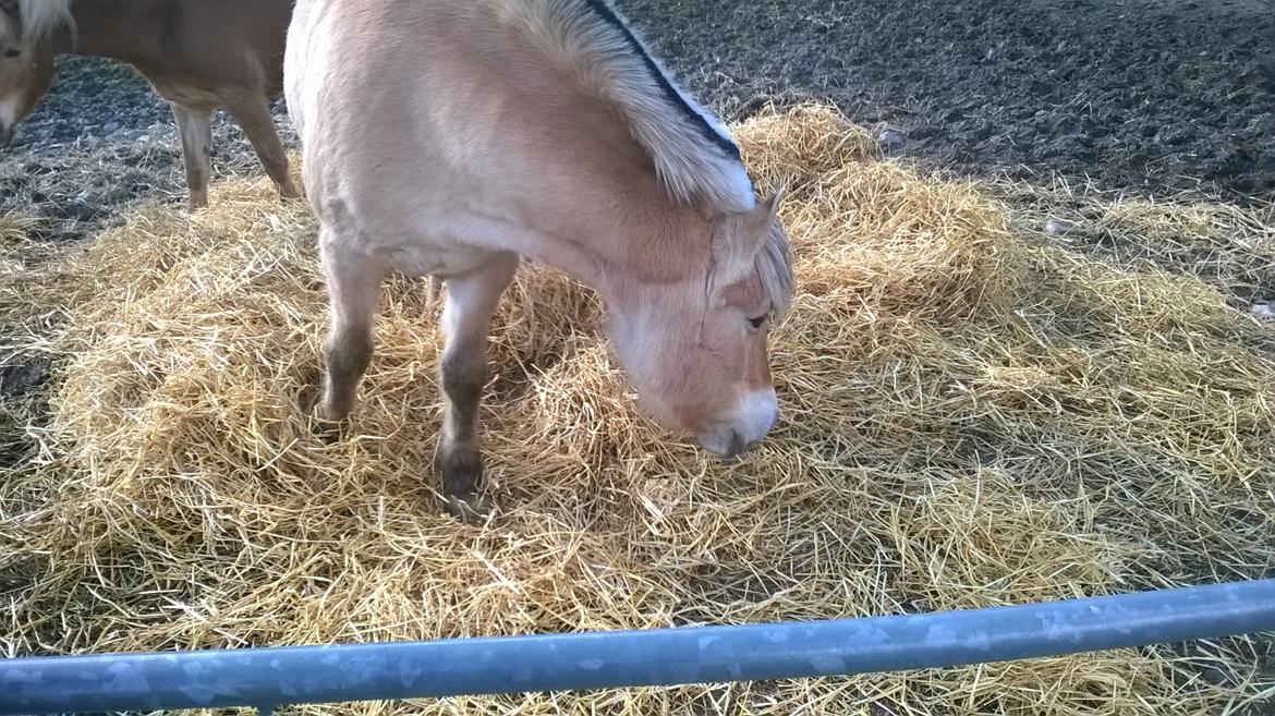 Fjordhest Tilde billede 3