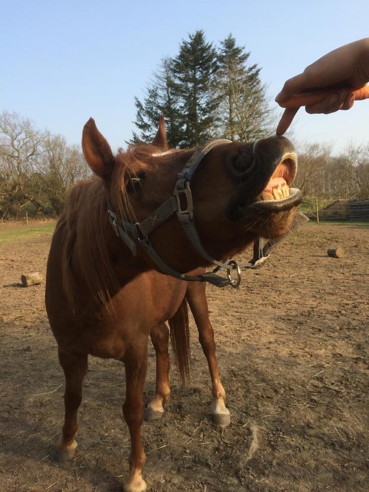 DSP Nakupenda. - Smiiiil:P billede 2