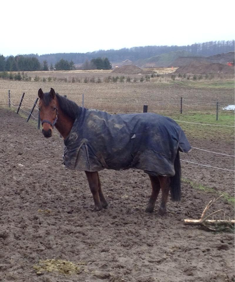 DSP Klintens earl (sendt hjem) billede 17