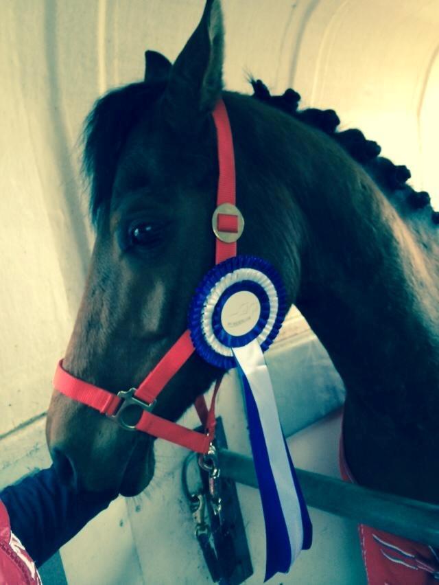 DSP Klintens earl (sendt hjem) - fra vores første stævne:) billede 12