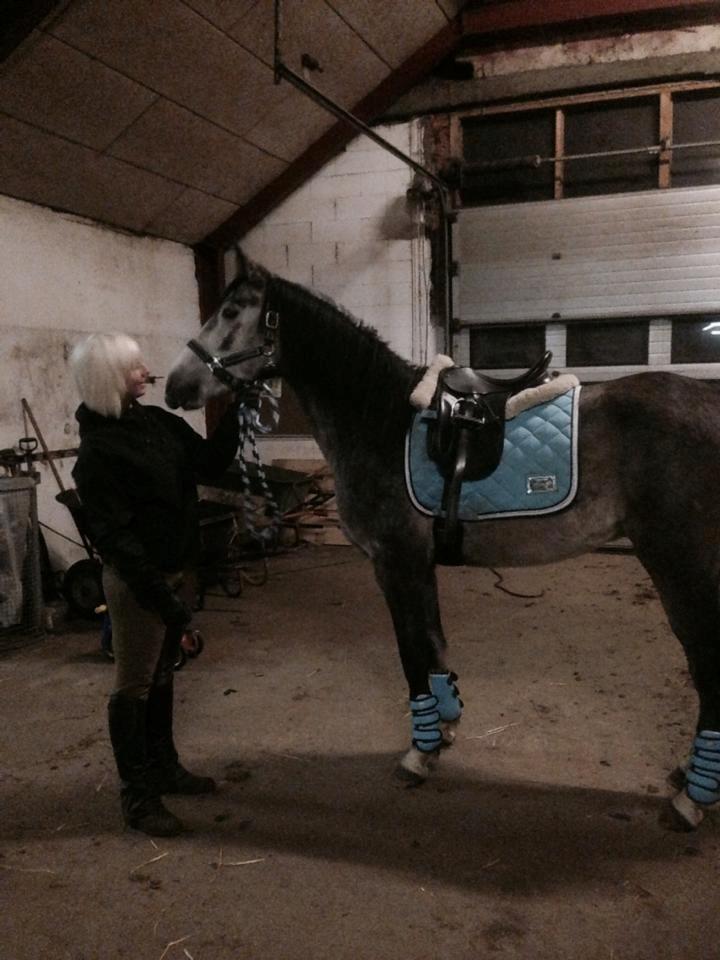 Anden særlig race Pegasus billede 13