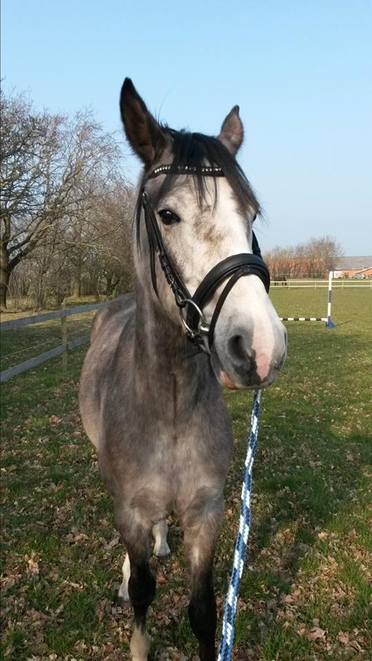 Anden særlig race Pegasus billede 14