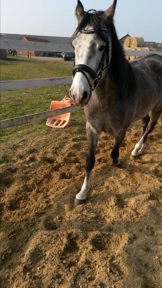 Anden særlig race Pegasus billede 15