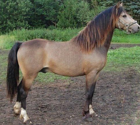 Welsh Pony (sec B) Keja Countach ( Bette mand) billede 3