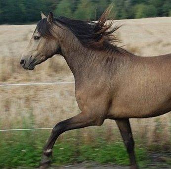 Welsh Pony (sec B) Keja Countach ( Bette mand) billede 4