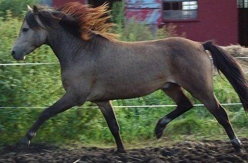 Welsh Pony (sec B) Keja Countach ( Bette mand) billede 5