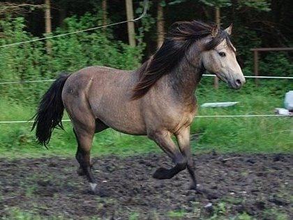 Welsh Pony (sec B) Keja Countach ( Bette mand) billede 6