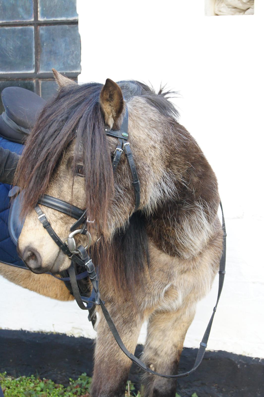 Welsh Pony (sec B) Keja Countach ( Bette mand) billede 1