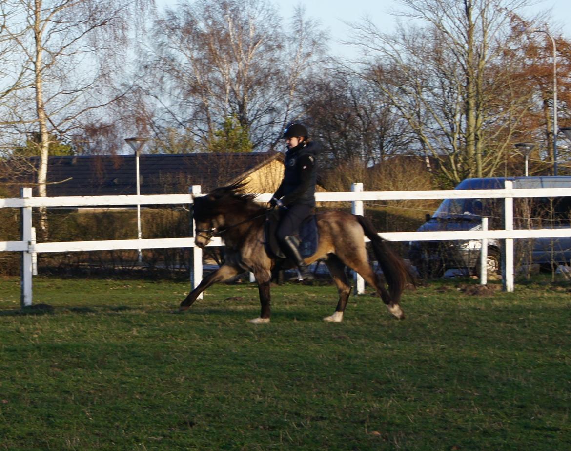 Welsh Pony (sec B) Keja Countach ( Bette mand) billede 7